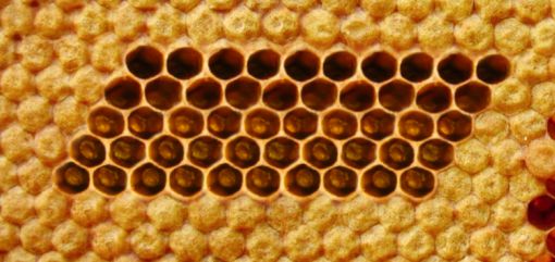 Jak testovat včelstva